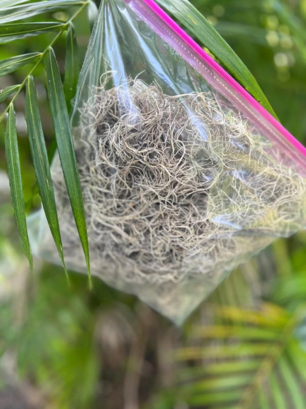 Organic Cured Spanish Moss Air Plant Overstuffed 1 Gallon Bag Craft Decor